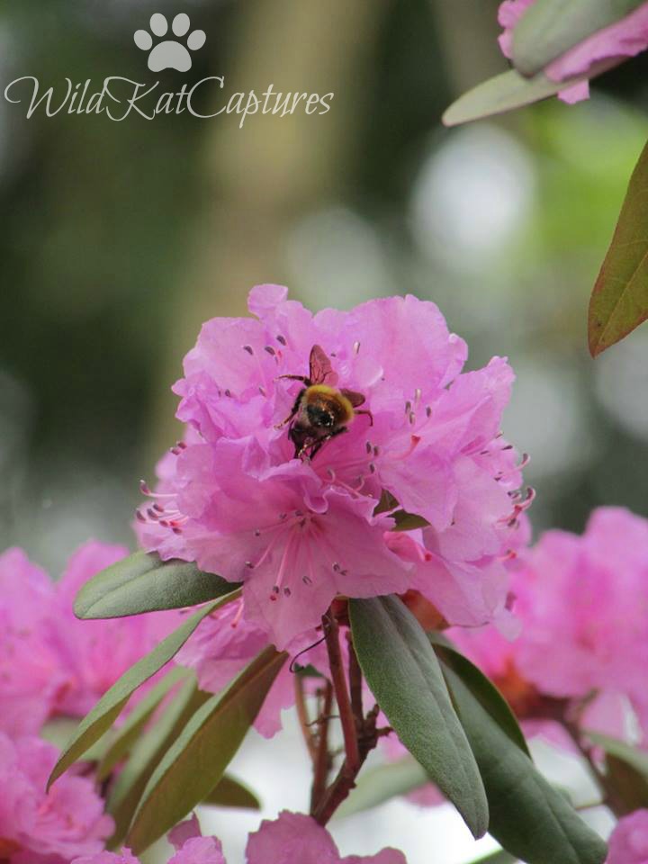 Going in for the Pollen