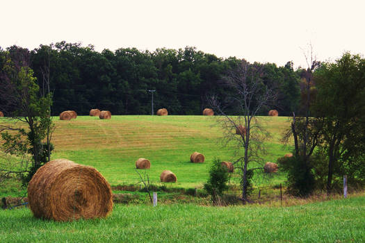 Hay Field