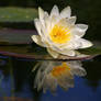 Waterlilies 1