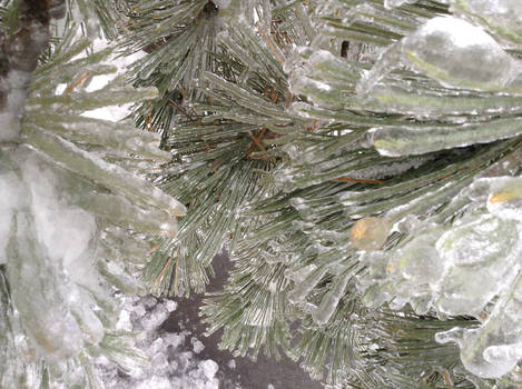 Frozen Pine