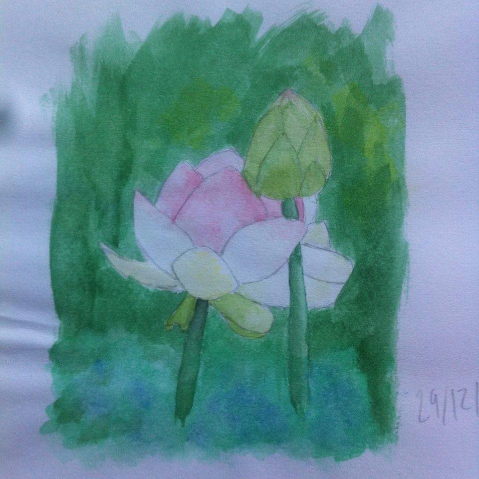 Water Lillies