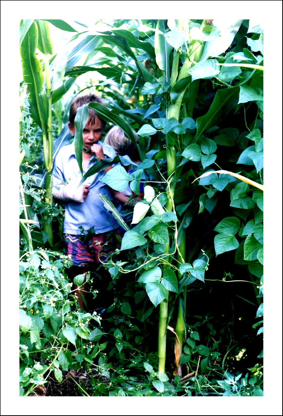 Through The Corn