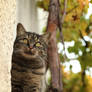 The winery cat