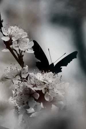 Broken wings by Malleni-Art Broken wings by Malleni-Art
