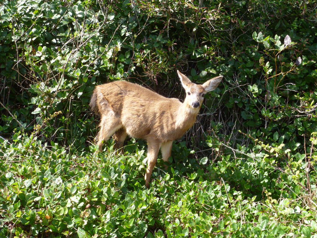 Deer 3 in Ocean Shores, WA