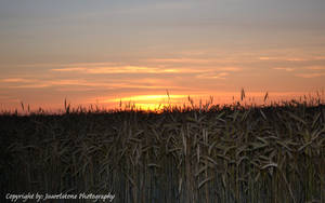 Cornset Summertime