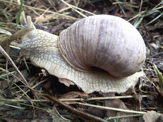 snail II