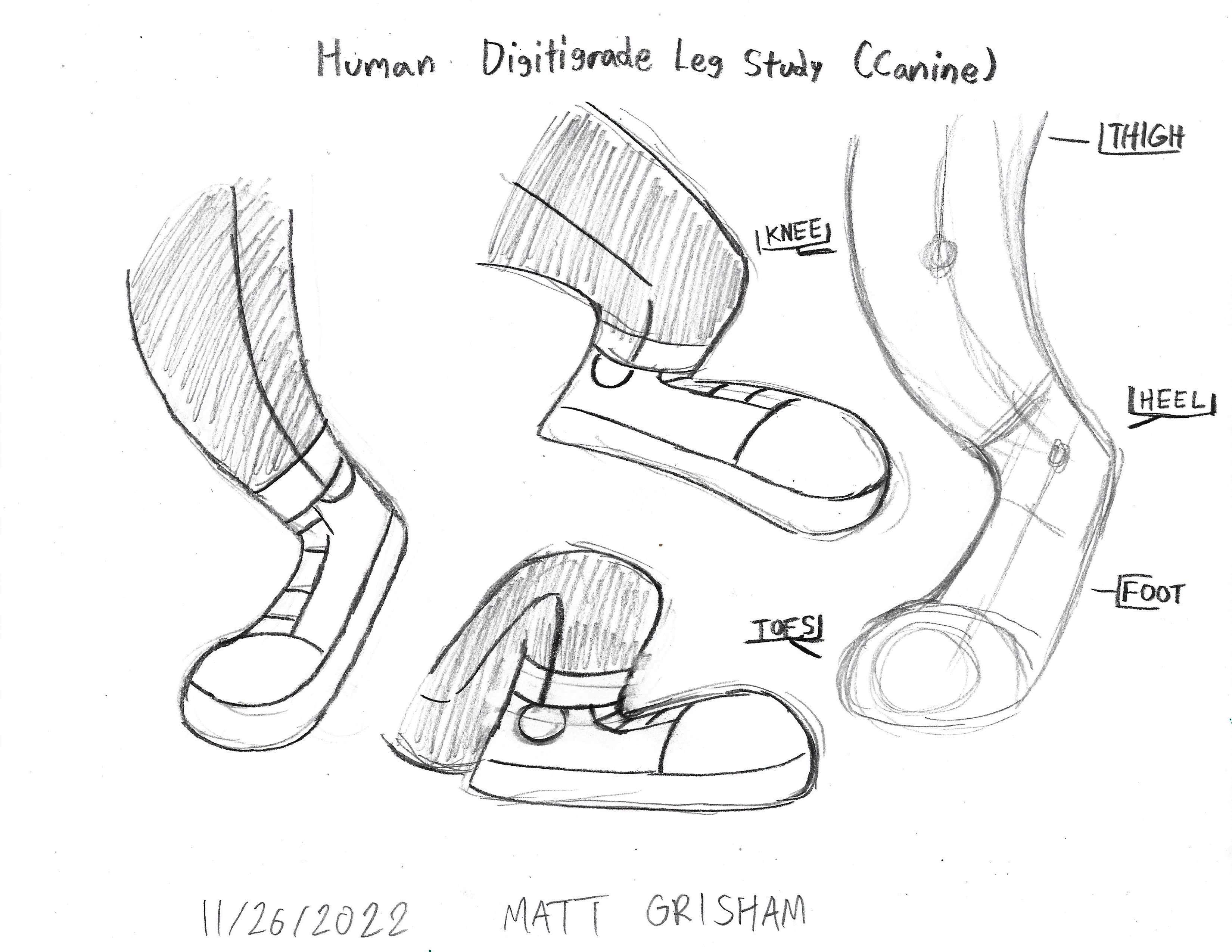 Human Digitigrade Leg Study (Canine) by GrishamAnimation1 on DeviantArt