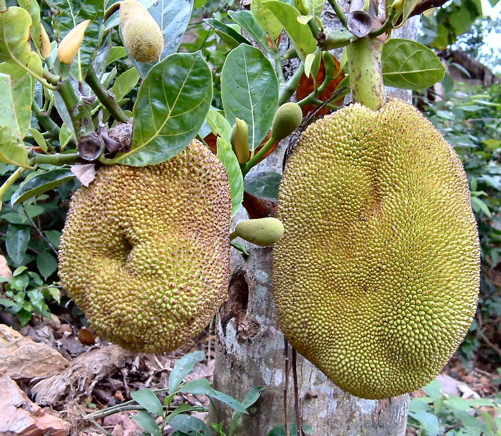 fruit