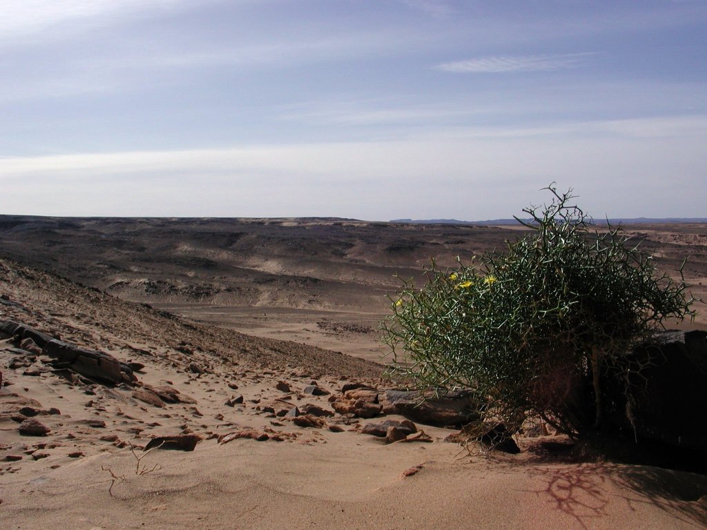 Desert de pierre