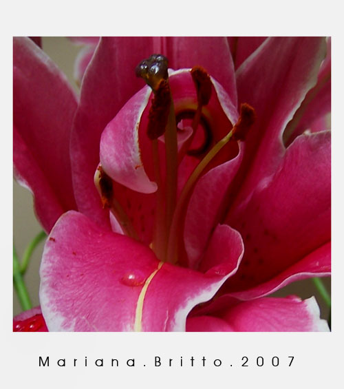 Tulipa