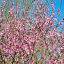 Peach blossom