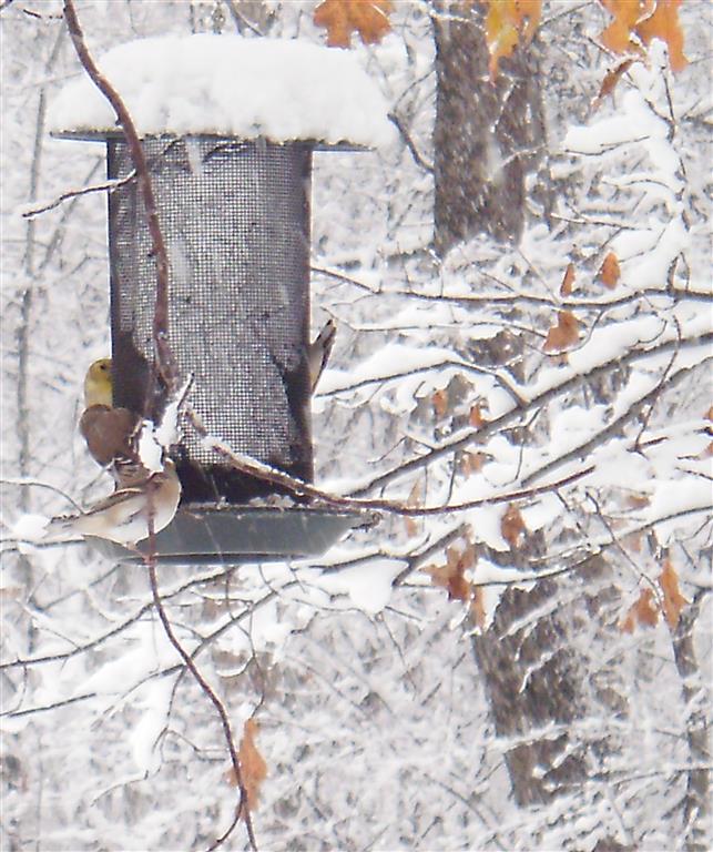 Winter Yellow Finches (Medium)