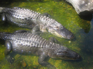 Alligators