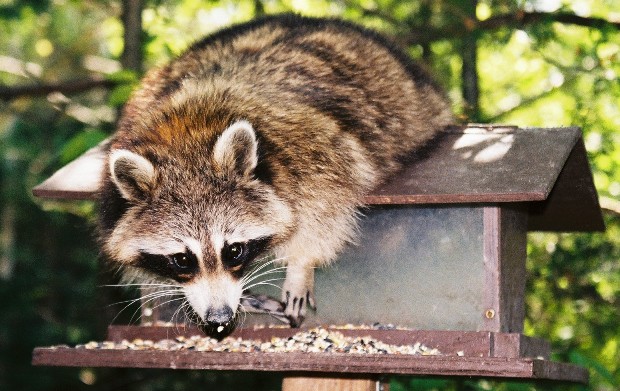 Hungry Raccoon