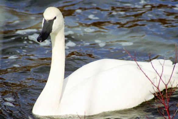 Trumpeter Swan