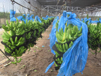 Conveyor Belt of Bananas