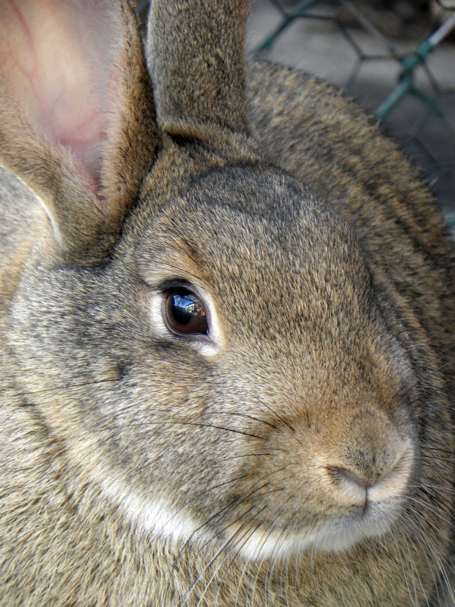 Nala The Rabbit by Luna-Phoebe on DeviantArt