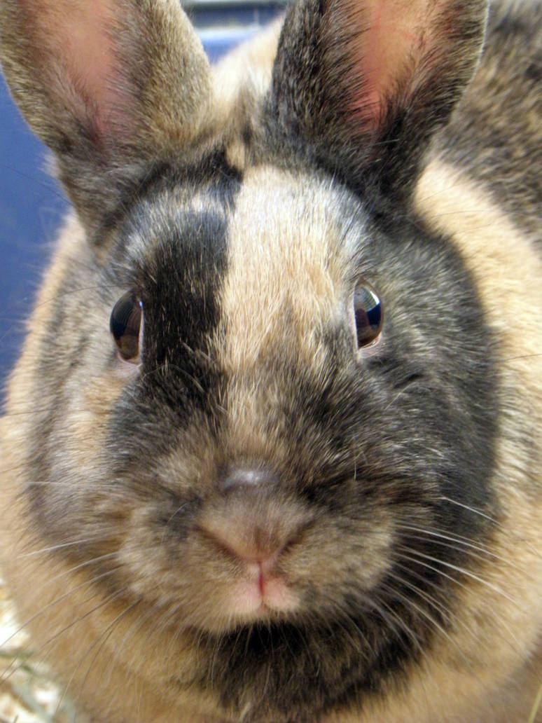 Rabbit by Luna-Phoebe on DeviantArt