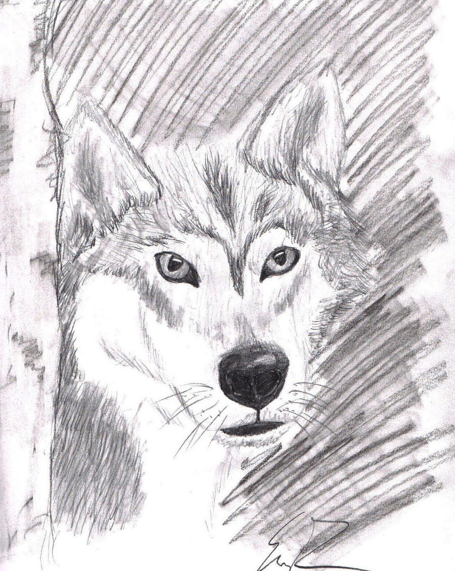 Wolf in graphite