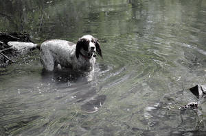 Wading Through Water