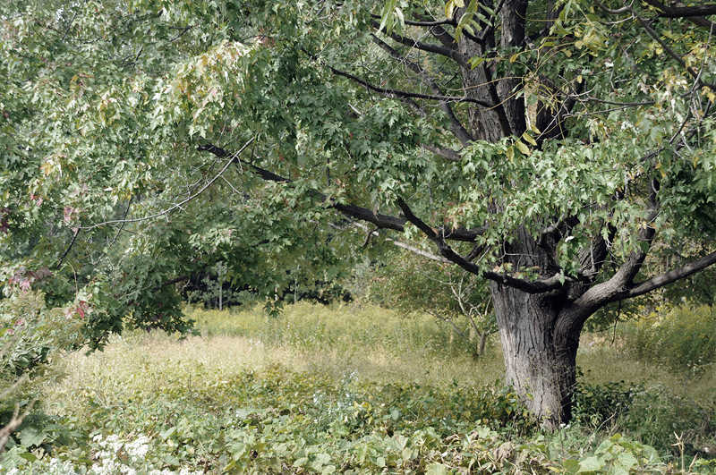 One Lone Tree