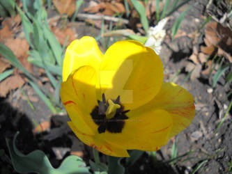 Yellow tulip