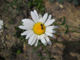 Daisy with bee