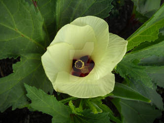 Okra flower