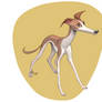 Whippet