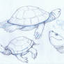 Zoo Sketch - Turtle