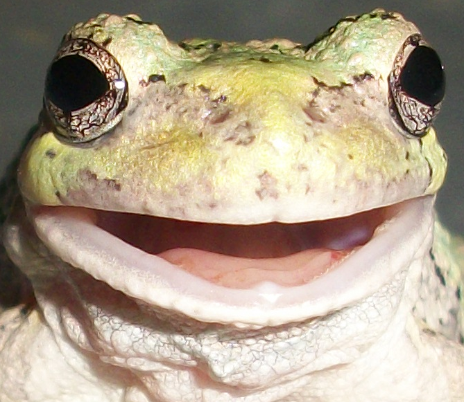 Real Smiling Frog Smiling Tree Frog by bufothetoad1 on DeviantArt
