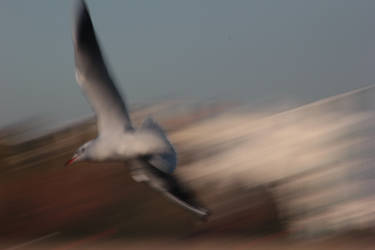 Seagull Panning.