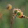 Spikey Plant