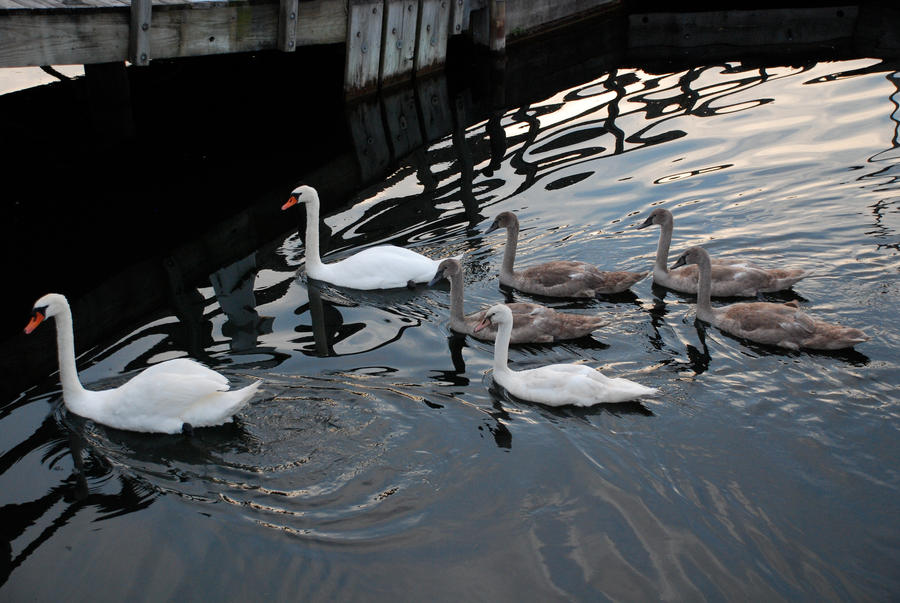 Swan Family