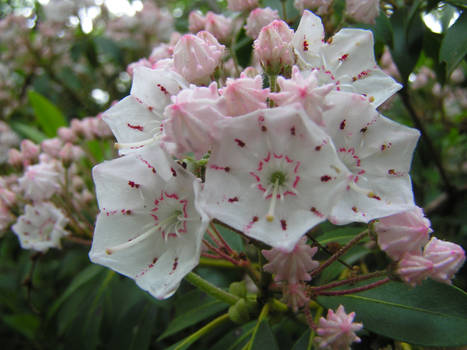 Mountain Laurels