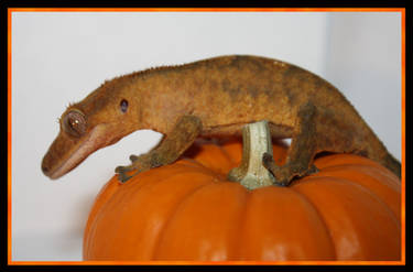 Halloween Gecko Spirit