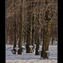 Maple Sugaring Season