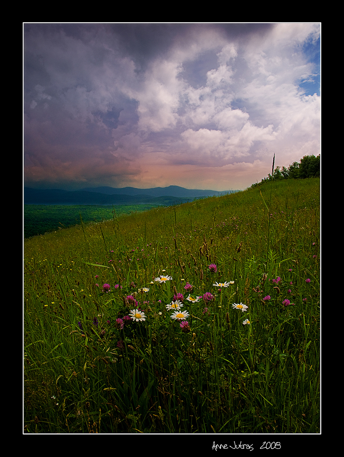 Beyond the Meadow