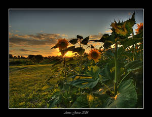 Sun Dance Flowers