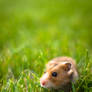 Hamster Explorer