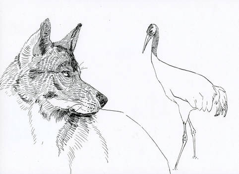 The Wolf and the Crane