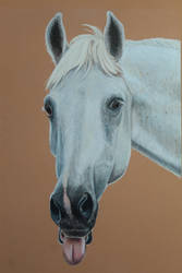 Horse Portrait