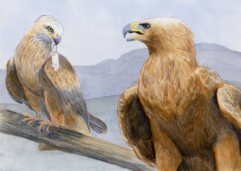 The Eagle and the Kite