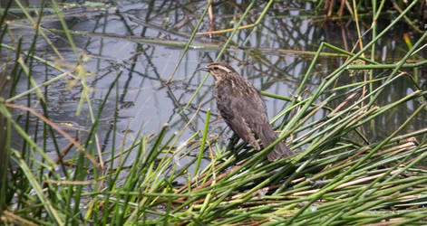 Red-winged Blackbird (Female)