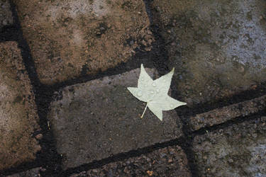 Lonely Leaf