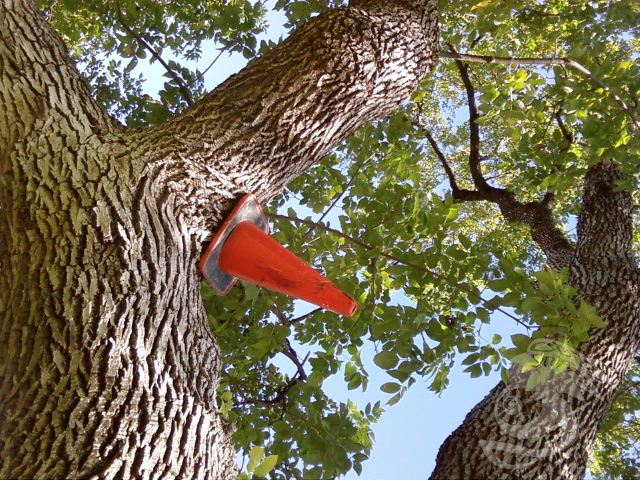 Tree Construction