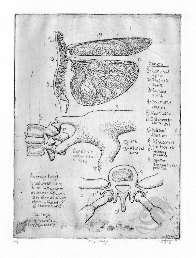 Fairy Wing Anatomy