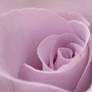 Rose - Lavender - Detail 2