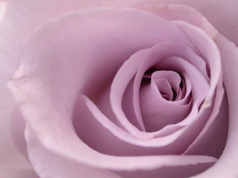 Rose - Lavender - Detail 4